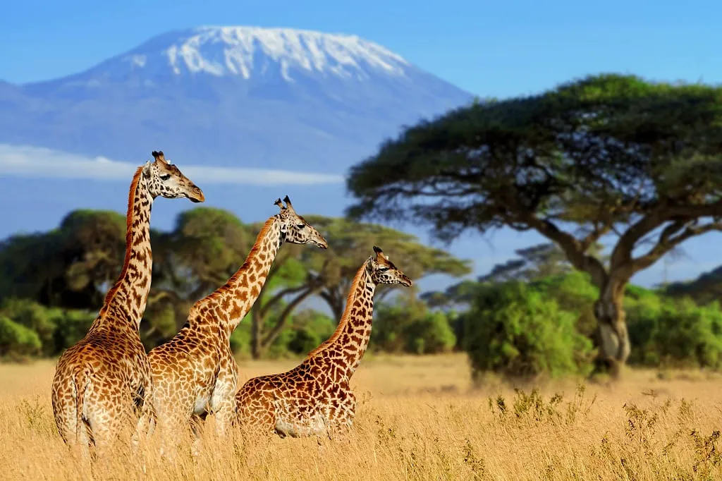 Safari sunset