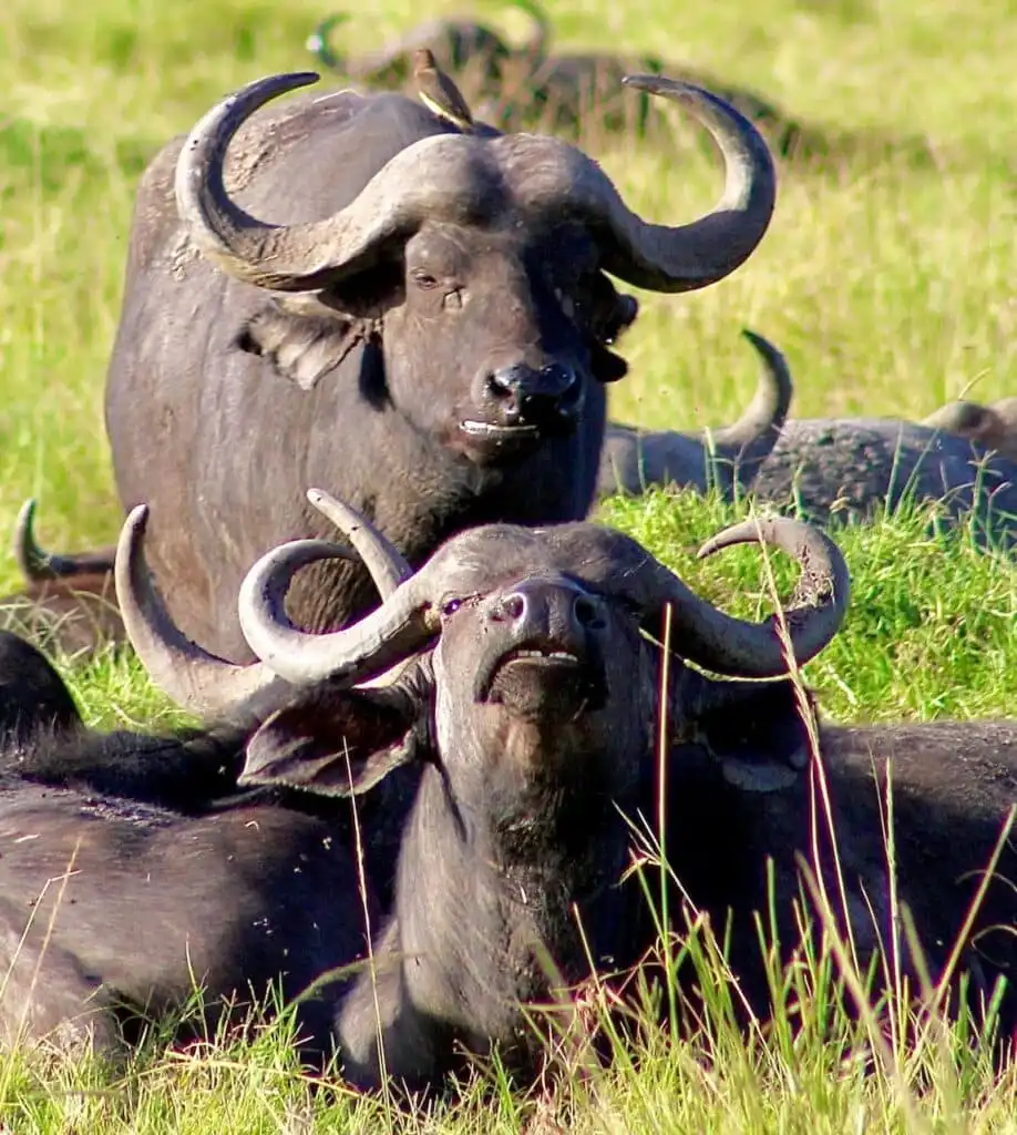 Cape buffalo