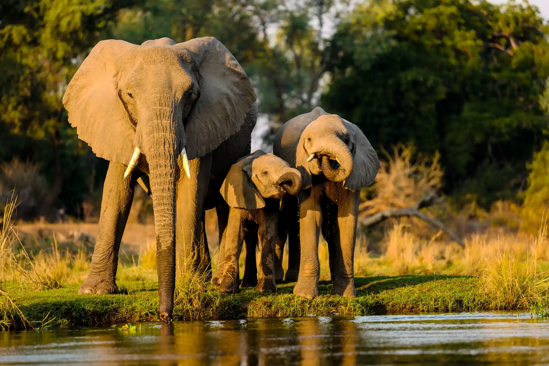 Wildlife safari across East Africa