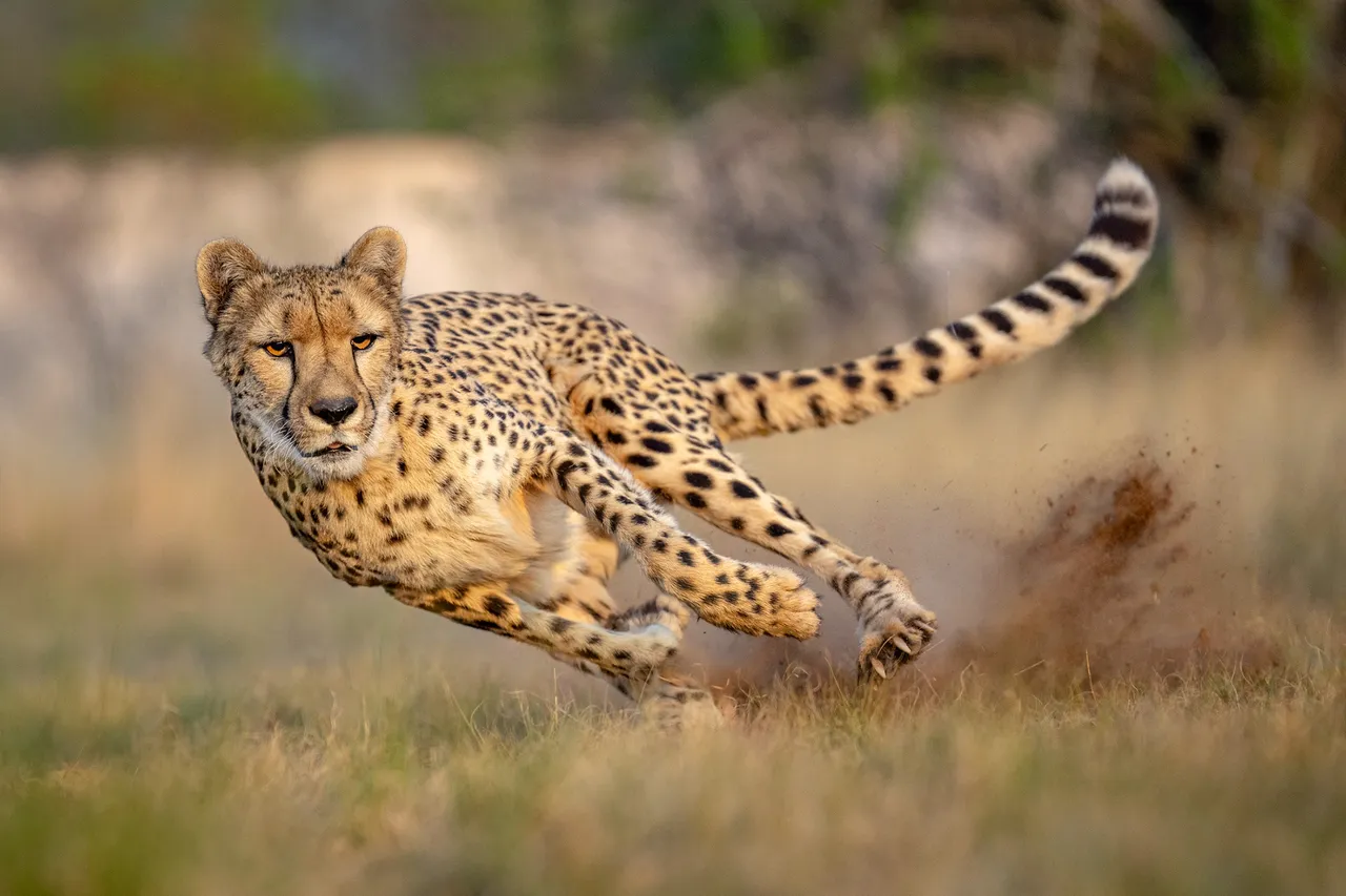 Cheetah sprinting