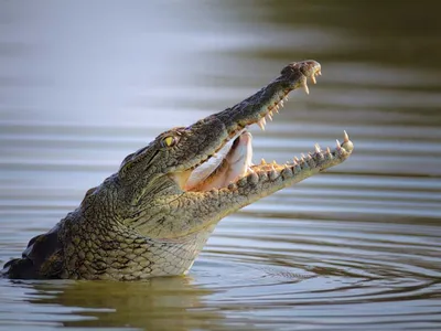 Nile crocodile