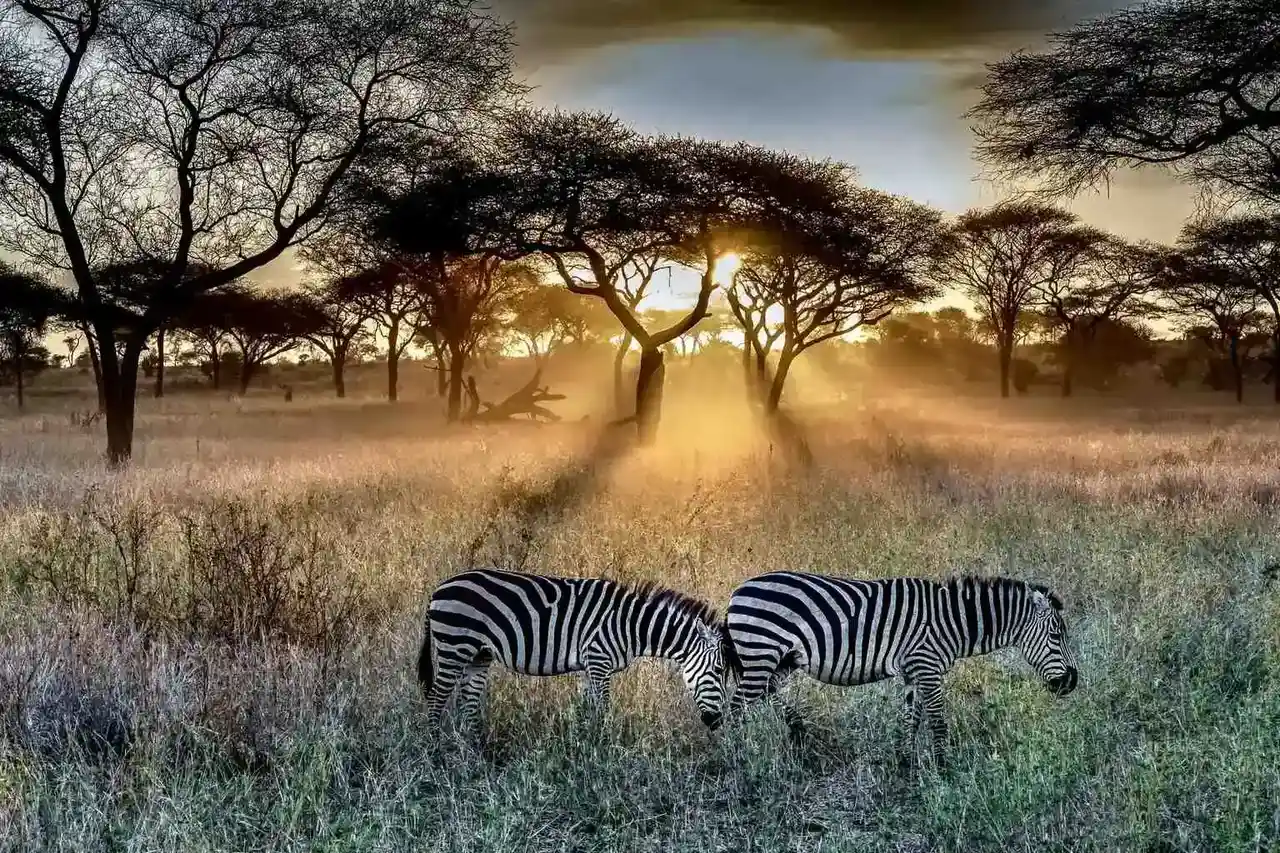 East African safari landscape
