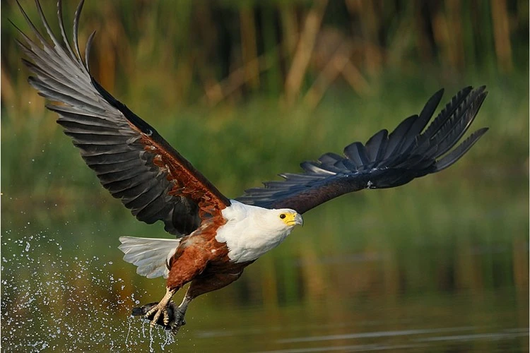 African fish eagle
