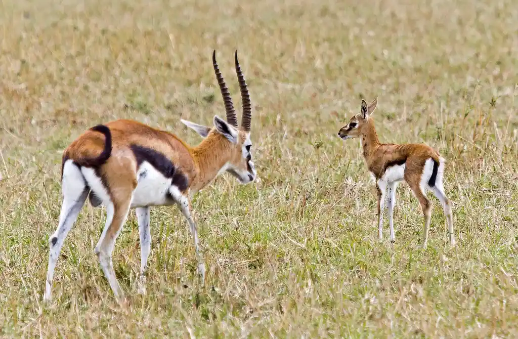 Thomson's gazelle