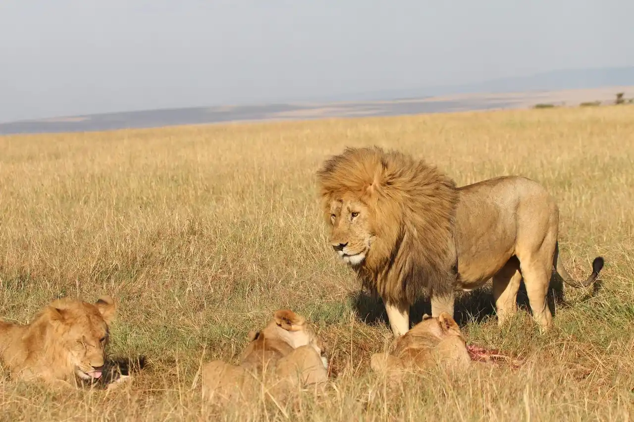 Lion on the savannah
