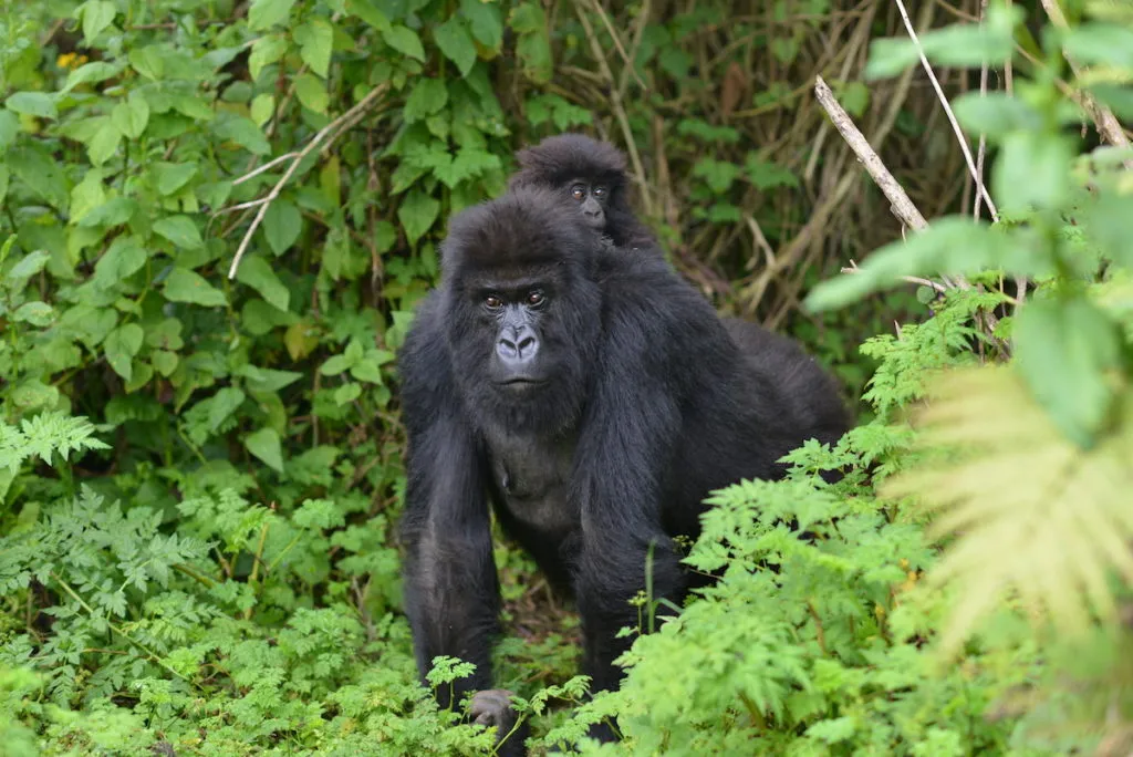 Mgahinga Gorilla National Park - Virunga volcanoes and bamboo forest