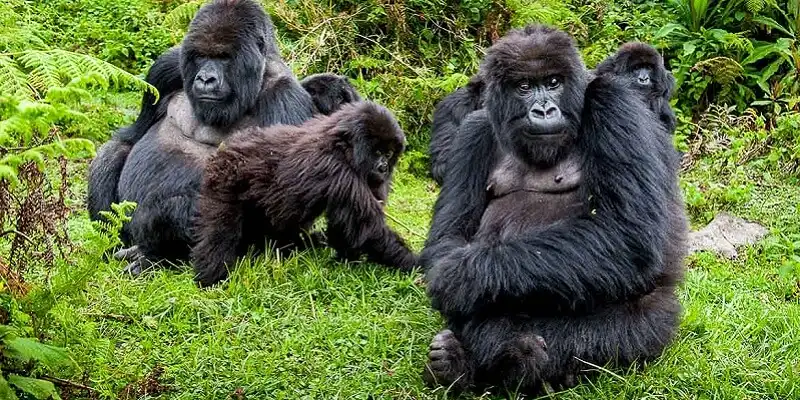Gorilla & Safari Circuit