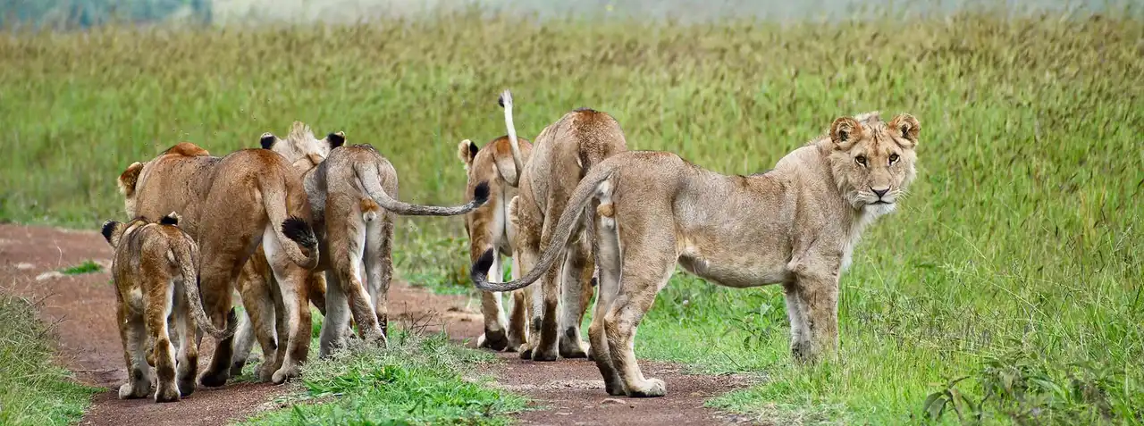 Kenya & Tanzania Safari
