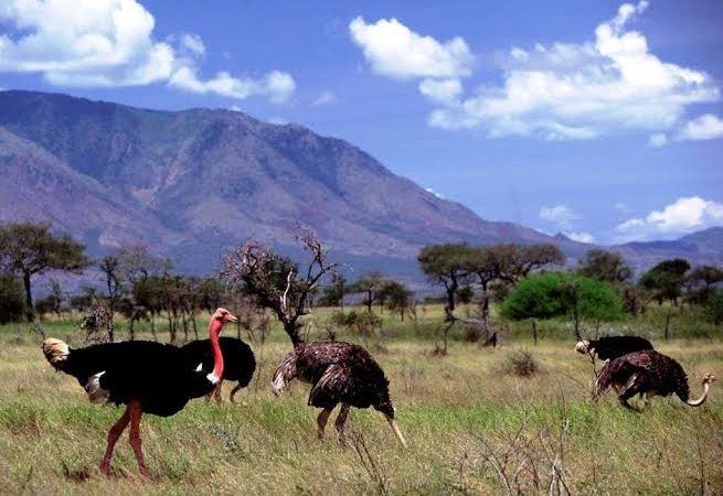 Kidepo Valley National Park