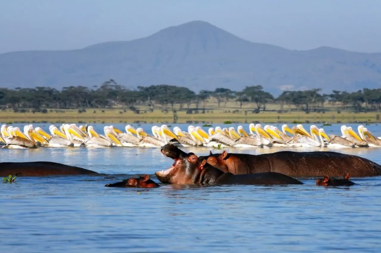 Lake Naivasha - boat ride with hippos and bird life