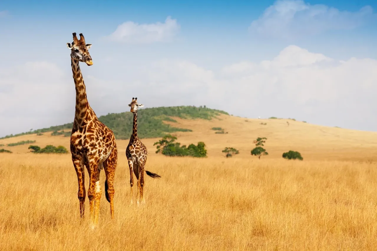 Masai Mara National Reserve