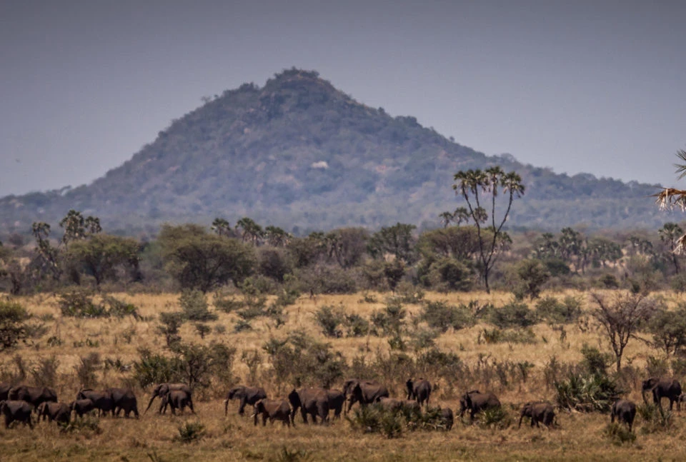 Meru National Park - lush green savannah and wildlife