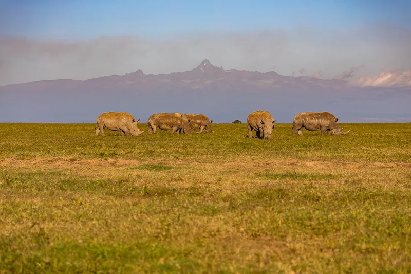 Ol Pejeta Conservancy - rhinos with Mount Kenya backdrop