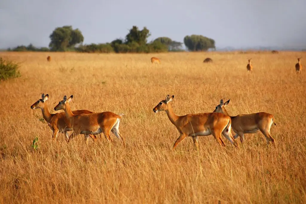 Queen Elizabeth National Park