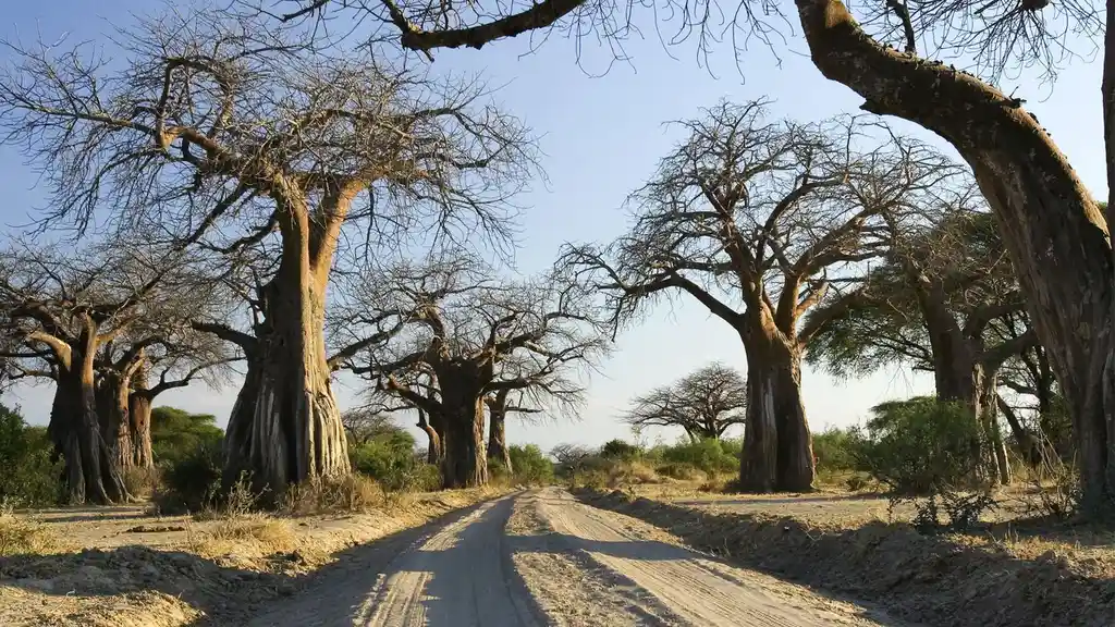 Ruaha National Park baobab landscape