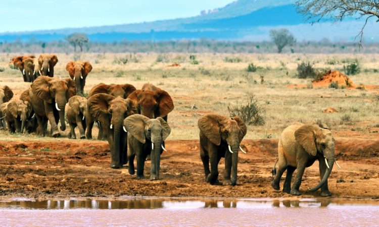Tsavo East National Park - red elephants in open savannah