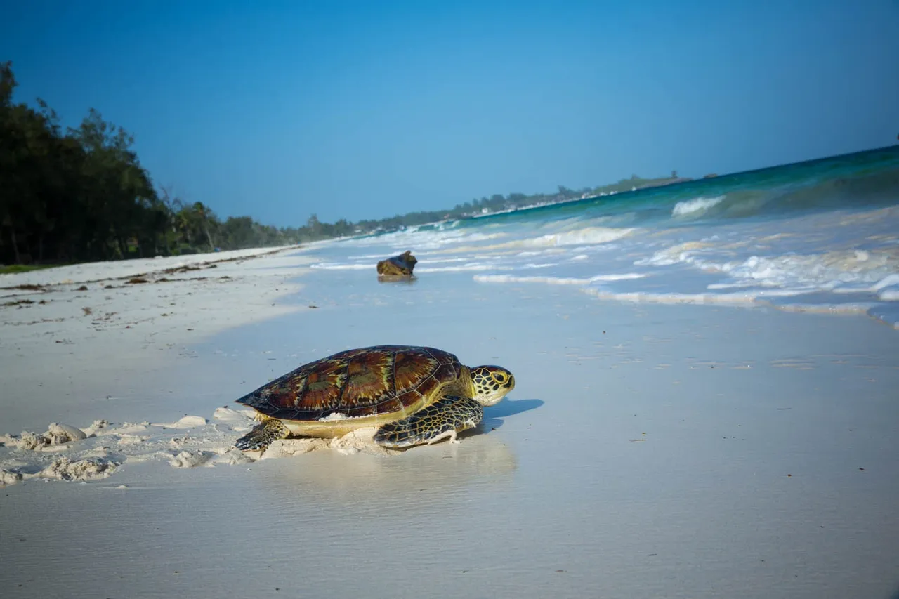 Watamu - crystal clear waters and coral reefs