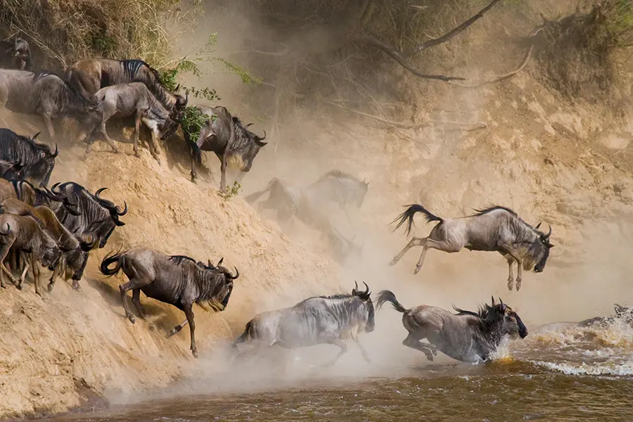 Wildebeest migration