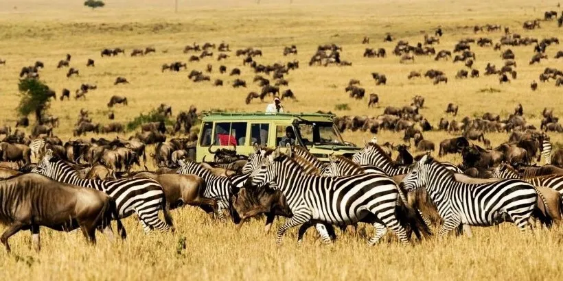 Wildlife Safaris