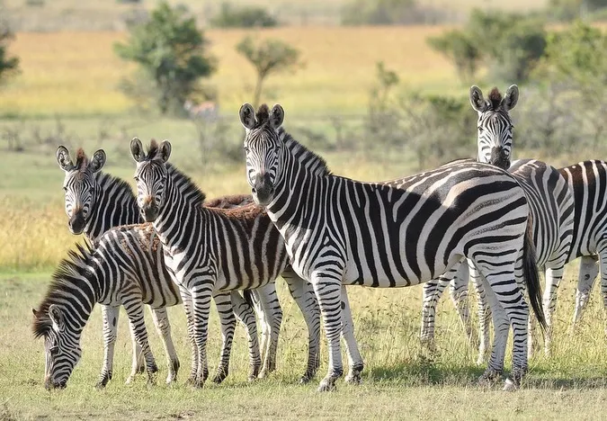 Zebra herd